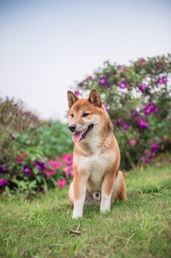 Shiba Inu w trawie zdjęcie royalty free