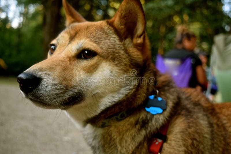 Shiba Inu dog breed is an ancient Japanese breed. It is small but well muscled dog, once used as a hunter. These days it is a popular companion dog in Japan. Shiba Inu dog breed is an ancient Japanese breed. It is small but well muscled dog, once used as a hunter. These days it is a popular companion dog in Japan.