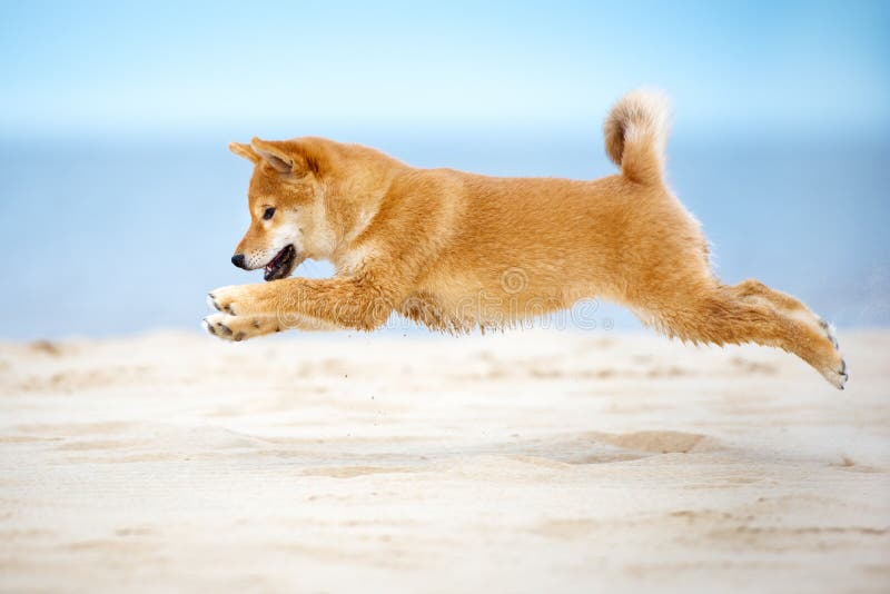 Shiba-Inupuppy het springen stock foto's Shiba-Inupuppy het springen stock foto's