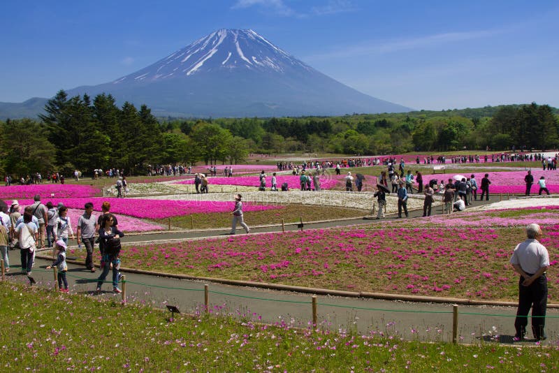 Shibazakura节日背景, 2015年5月 免版税库存照片 Shibazakura节日背景, 2015年5月 免版税库存照片