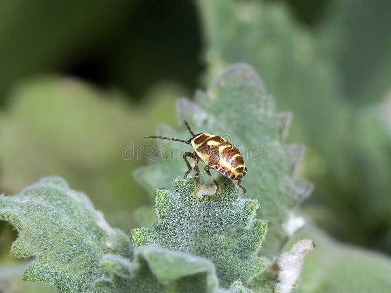 Shield bug