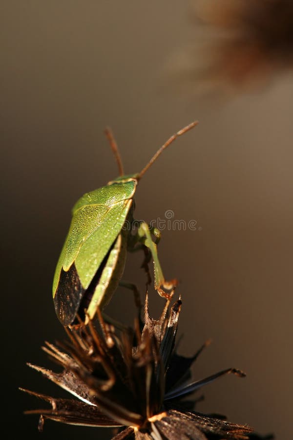 Shield bug Palomena prasina