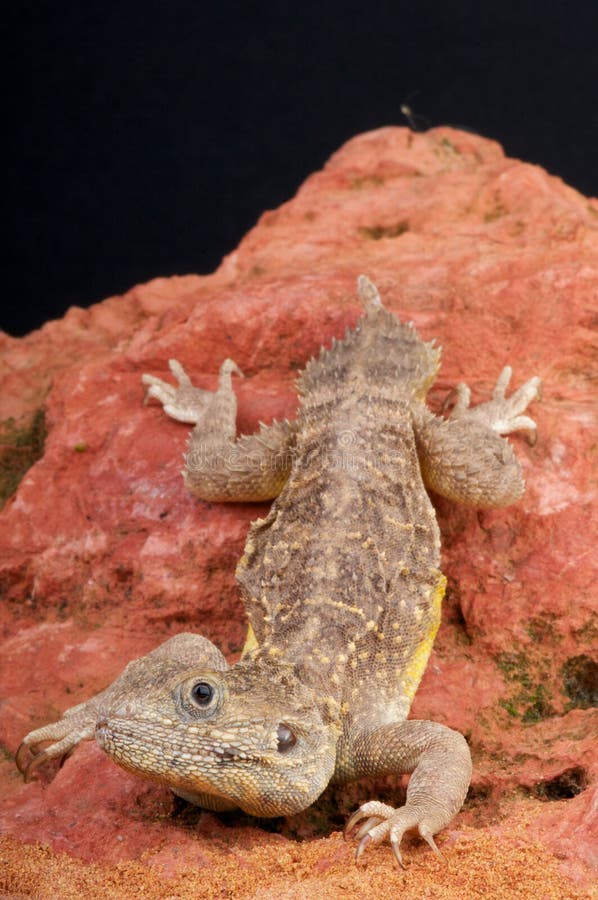 Shield tailed agama stock image. Image of ethiopia, agama - 15383473