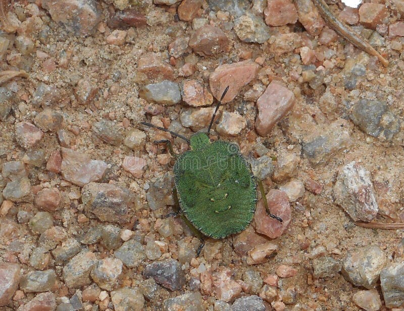 Shieldbug verde comune nella foresta immagine stock libera da diritti Shieldbug verde comune nella foresta immagine stock libera da diritti
