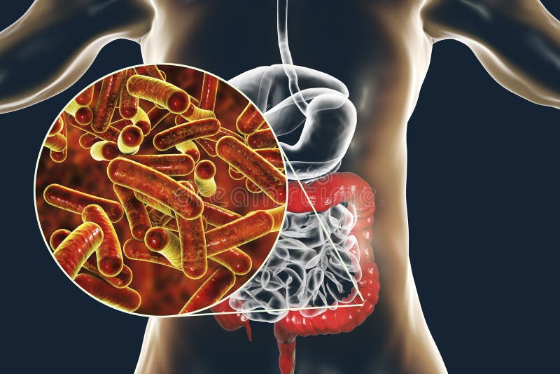 Shigella en forme de tige de bactéries qui causent la shigellose ou la dysenterie portée par les aliments d'infection illustration de vecteur Shigella en forme de tige de bactéries qui causent la shigellose ou la dysenterie portée par les aliments d'infection illustration de vecteur
