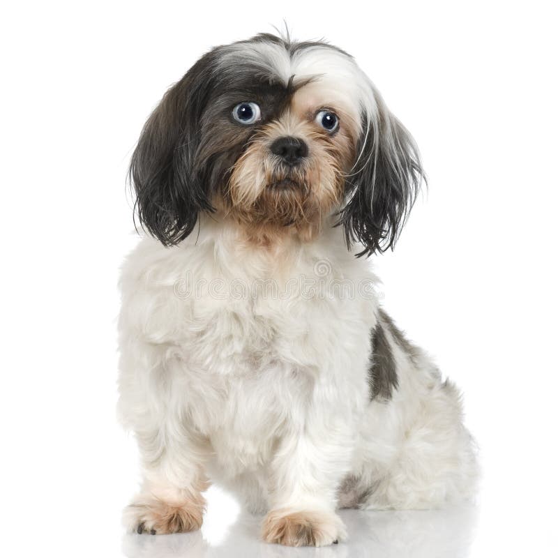 ugly shih tzu