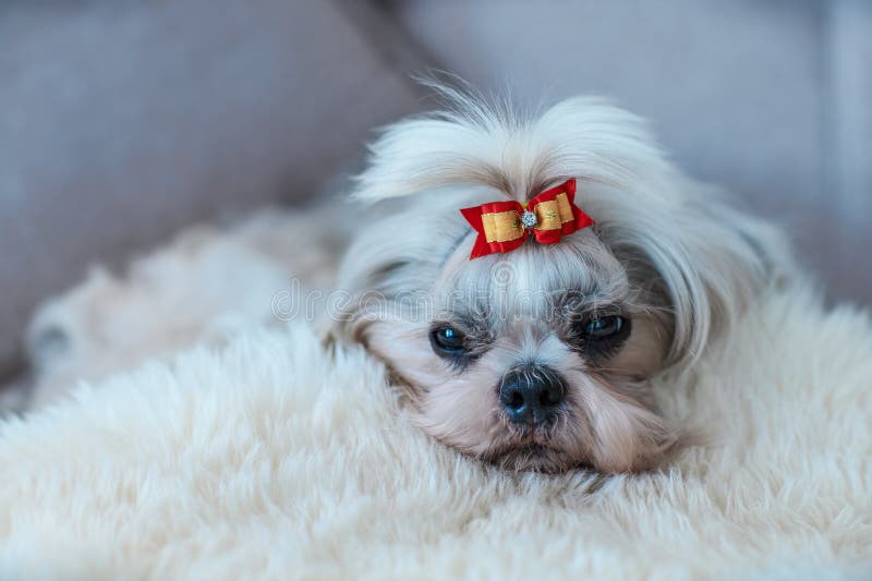 Shih tzu dog on white fur stock image. Image of cozy 271619573