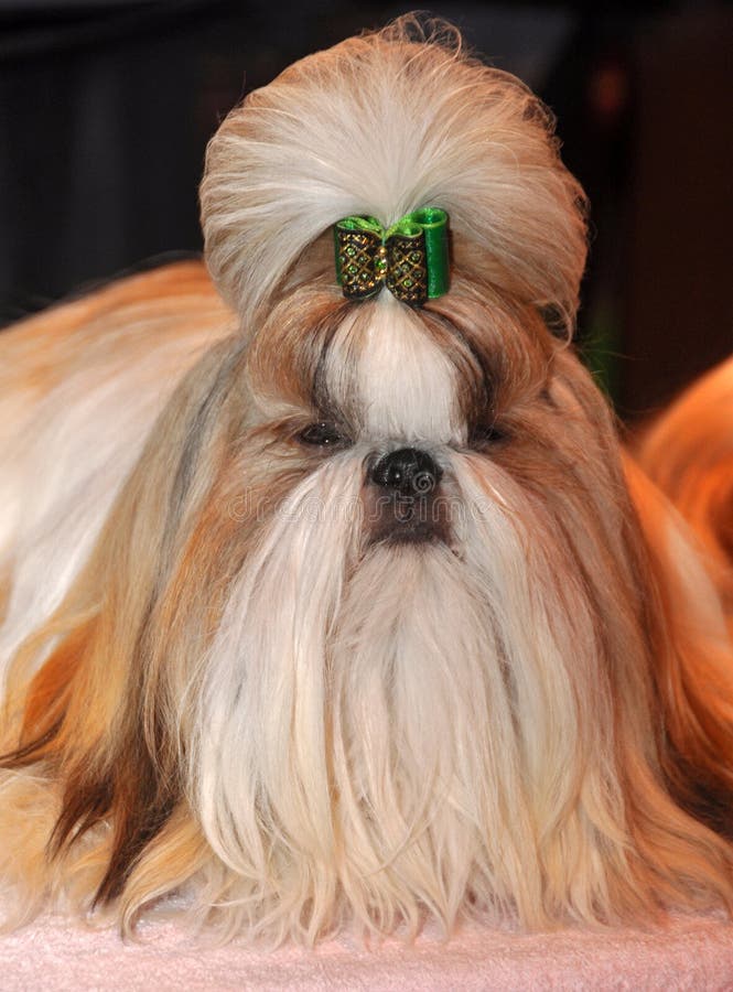 Shih Tzu Dog stock photo. Image of animals, shihtzu, winner - 39513294 Shih Tzu Dog stock photo. Image of animals, shihtzu, winner - 39513294
