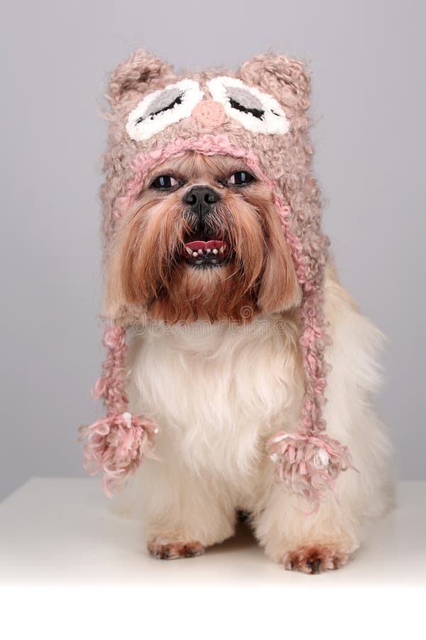 Shih Tzu Dog Cute Hat Eyes Ears Stock Photos Free & RoyaltyFree