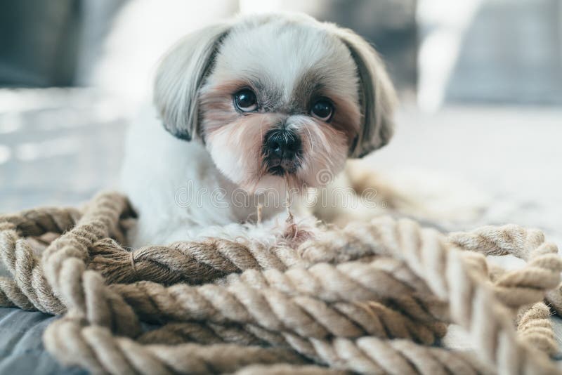 Shih tzu dog stock photo. Image of play, cord, home, domestic 94482086