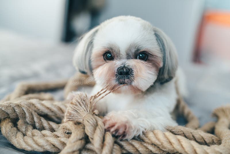 Shih tzu dog stock photo. Image of house, white, cord 94482148