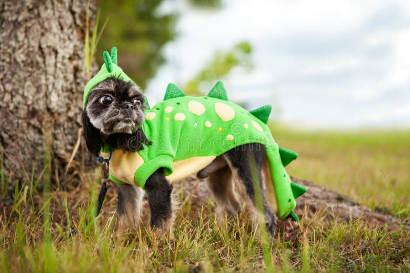 French bulldog dragon costume top