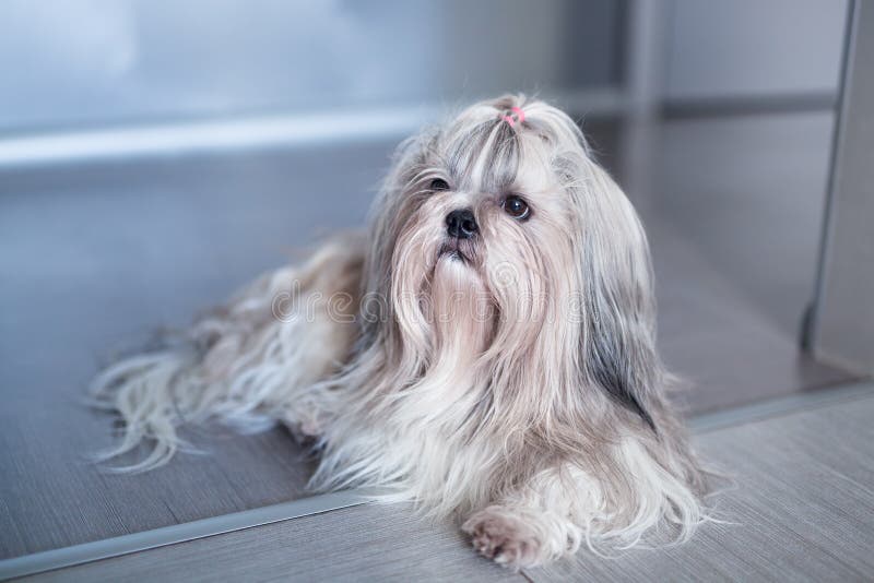 Shih tzu dog stock image. Image of shaggy, look, shihtzu 62017719