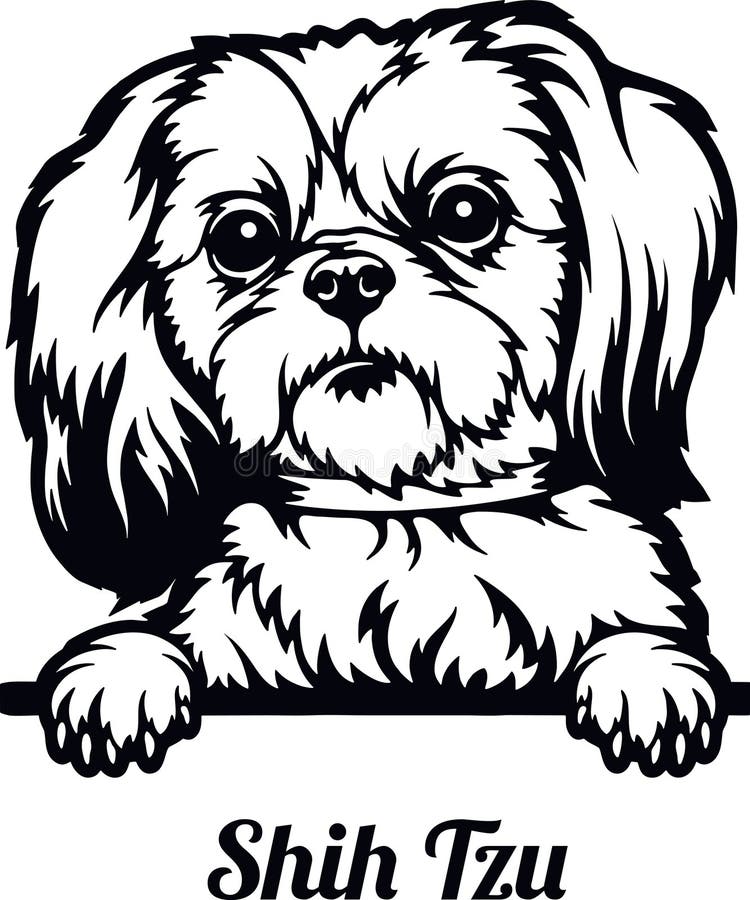 Shih Tzu Dog Peeking Dog Breed Pet Dog Vector Portrait Dog shih-tzu-dog-peeking-dog-breed-pet-dog-vector-portrait-dog