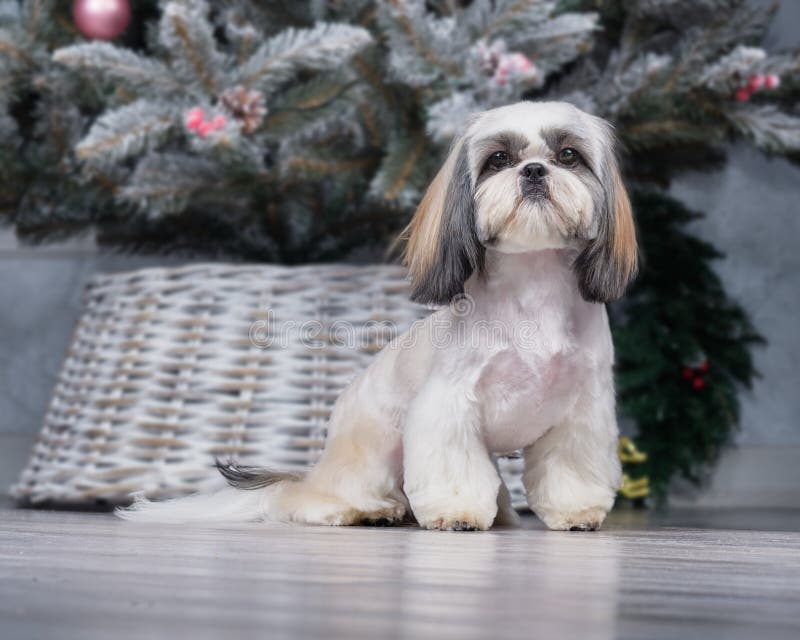 Shih Tzu Dog with Short Hair after Grooming Front View. Stock Photo - Image  of canine, bright: 205186696