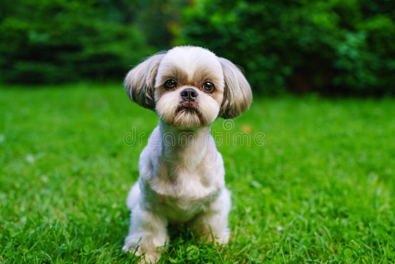 Shih tzu dog stock image. Image of portrait, shihtzu - 112123709