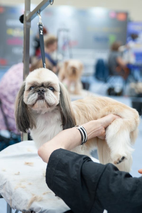 How to Groom Shih Tzus: 14 Steps (with Pictures) - wikiHow