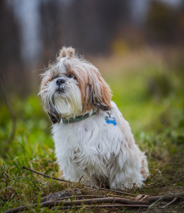 Shih Tzu Dog Sits in the Grass on a Field Stock Photo - Image of field ...