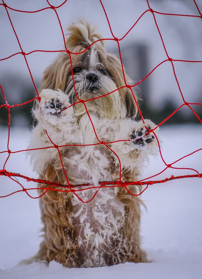 Shih Tzu Dog at a Ski Resort Stock Image Image of carnivore, winter 240578141