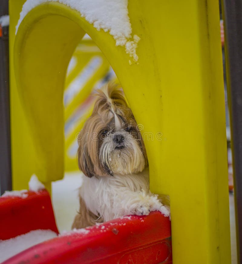 https://thumbs.dreamstime.com/b/shih-tzu-dog-stands-children-s-slide-park-winter-shih-tzu-dog-stands-children-s-slide-park-243238808.jpg