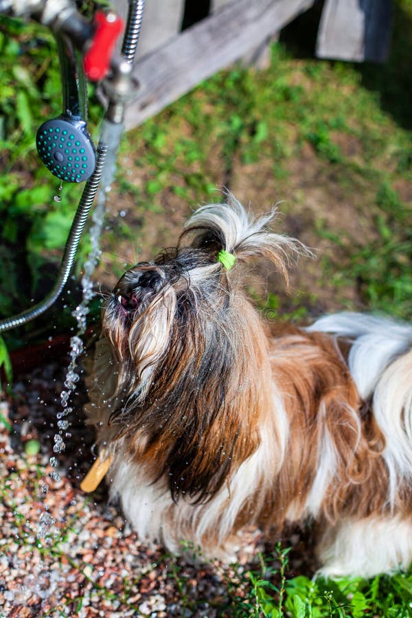 Shih Tzu dog in the water stock image. Image of shitzu 51762513