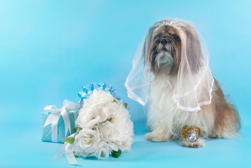 Shih Tzu como Noiva fotografia de stock
