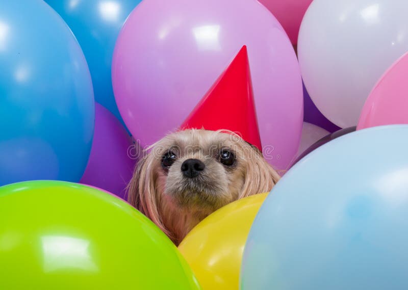 Shih Tzu hund i ballonger royaltyfri bild Shih Tzu hund i ballonger royaltyfri bild
