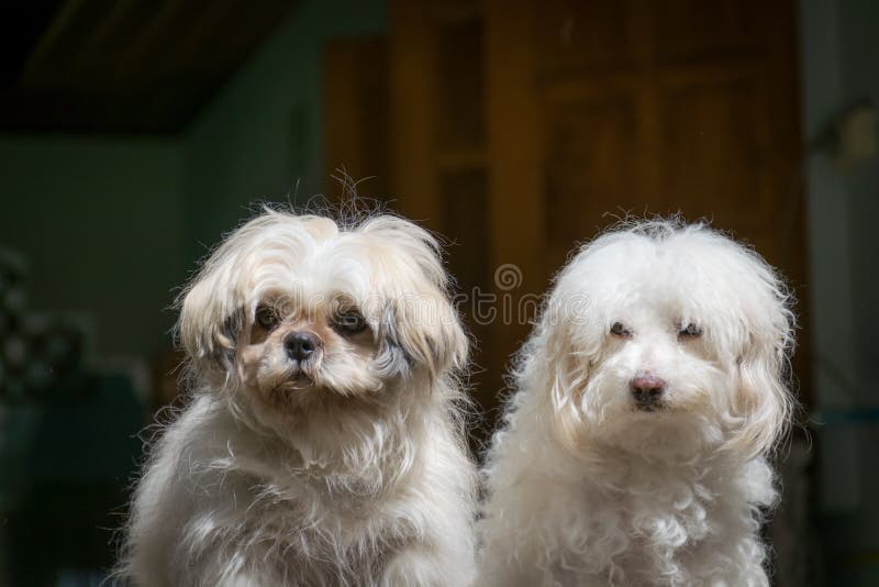 Shih Tzu i pudli psy fotografia stock Shih Tzu i pudli psy fotografia stock