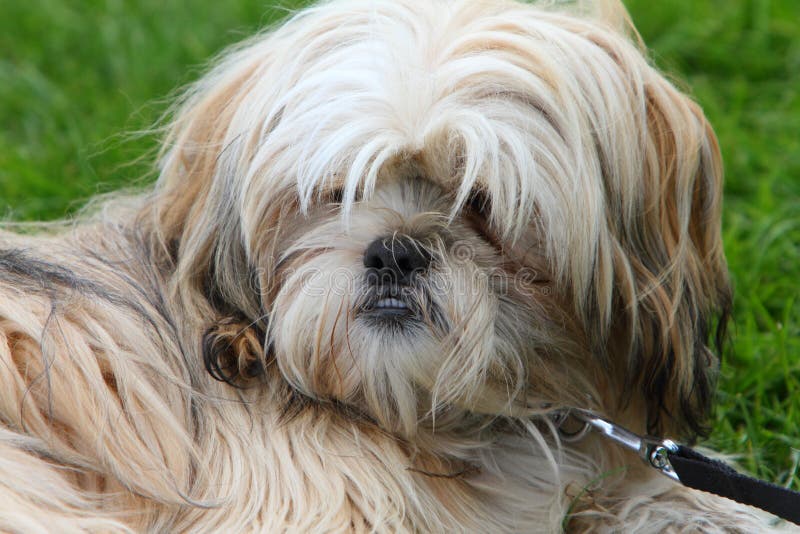 Shih Tzu stock image. Image of laying, lead, small, companion 54041239