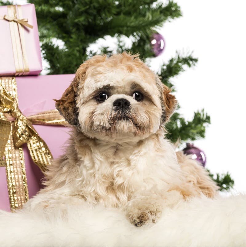 Shih Tzu Lying in Front of Christmas Decorations Stock Photo - Image of