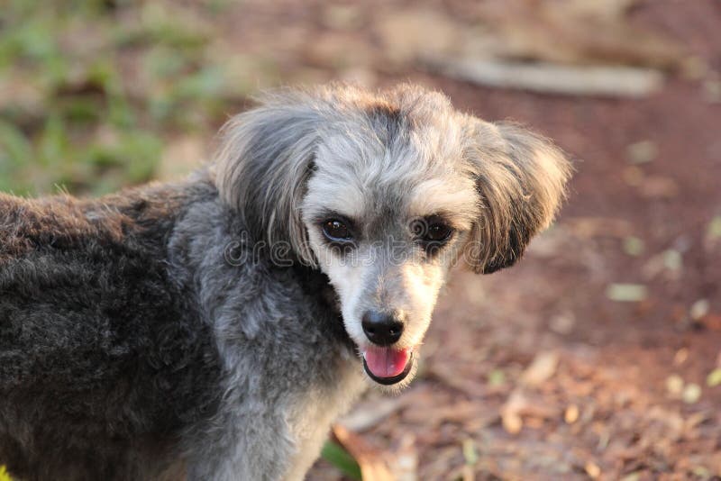 45+ Maltese Shih Tzu Poodle