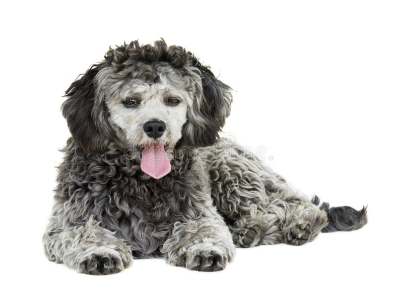 Shih tzu poodle mixed photo. Image of pets, laying