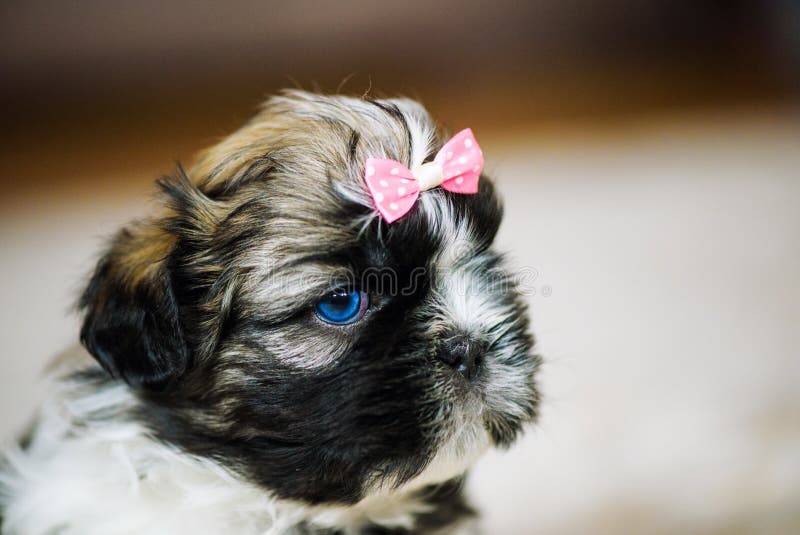 Shih Tzu Puppies Stock Image Image Of Outdoors Nobody 156043427