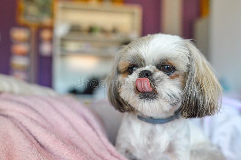Shih Tzu Puppy Being Cheeky on the Bed Stock Photo Image of resting