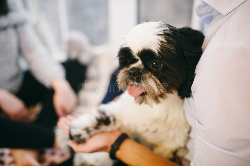 Shih Tzu que se sienta con gente, un perro y una familia, imagenes de archivo Shih Tzu que se sienta con gente, un perro y una familia, imagenes de archivo