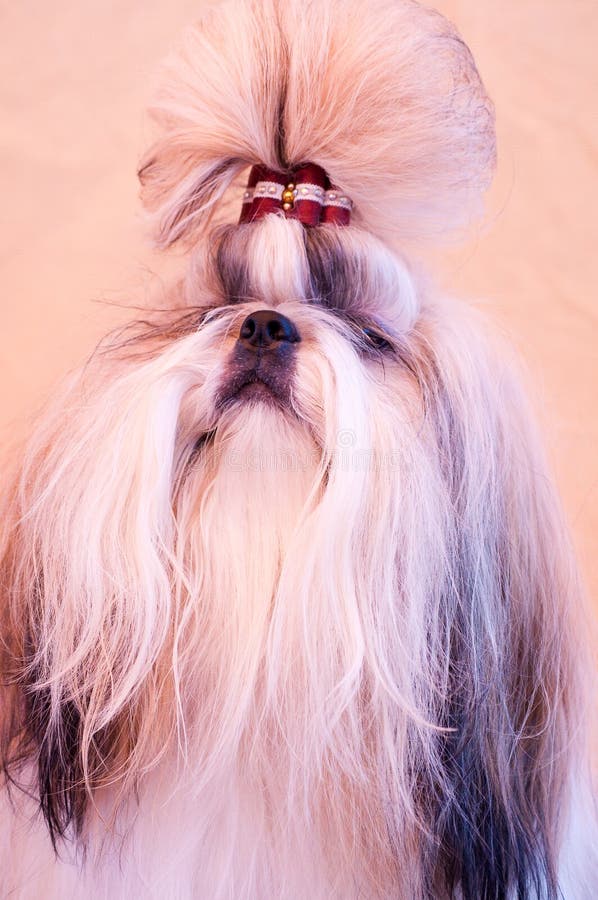 Shih tzu show class dog stock image. Image of long, miniature 186968351