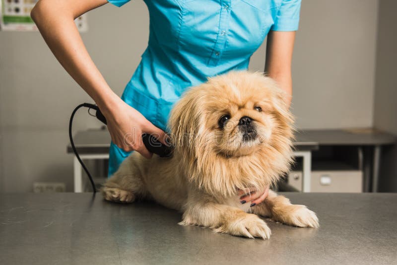 Shih-tzu som får frisyr från kvinnlig groomer royaltyfri fotografi Shih-tzu som får frisyr från kvinnlig groomer royaltyfri fotografi