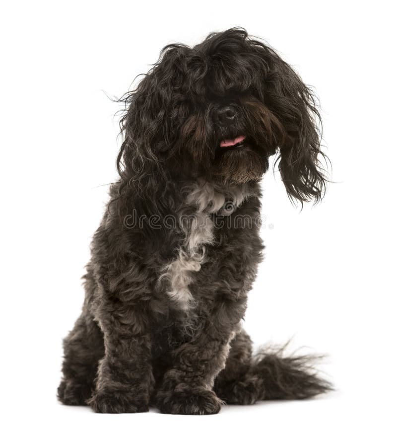 Shih Tzu u. Bichon (Kreuzung), lokalisiert auf Weiß lizenzfreies stockbild