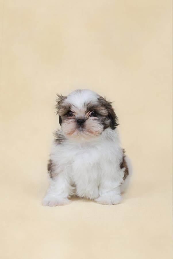 Shih tzu Welpe stockbild Shih tzu Welpe stockbild