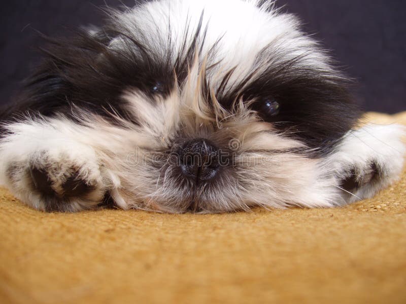 Shih tzu Welpe lizenzfreie stockbilder Shih tzu Welpe lizenzfreie stockbilder
