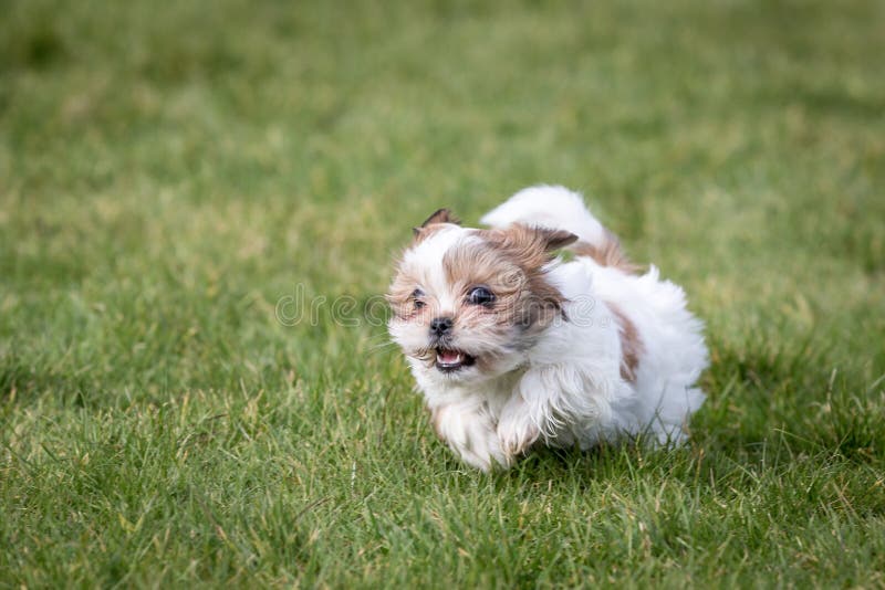 Shih Tzu Welpe lizenzfreies stockbild Shih Tzu Welpe lizenzfreies stockbild