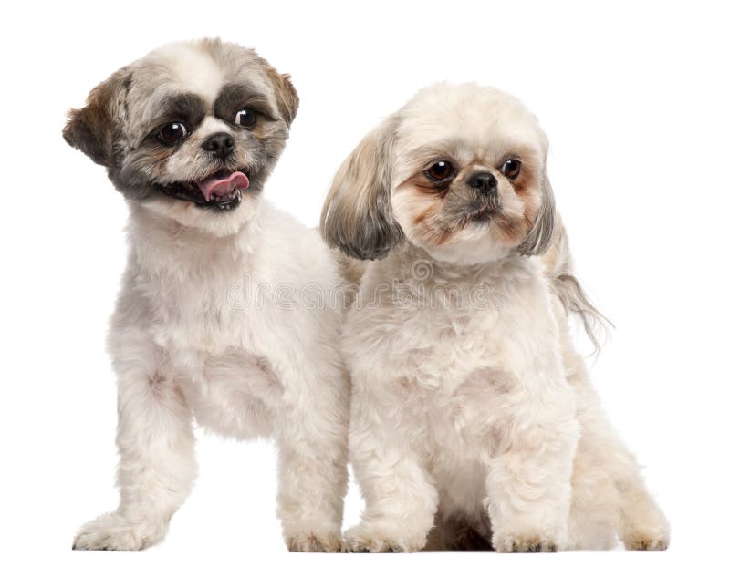 Shih Tzus, 3 years old stock image. Image of horizontal - 22370319