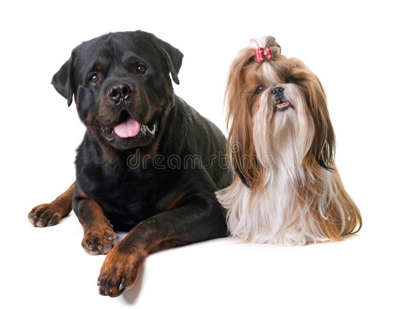 Shih Tzu and rottweiler stock image. Image of studio 55612589
