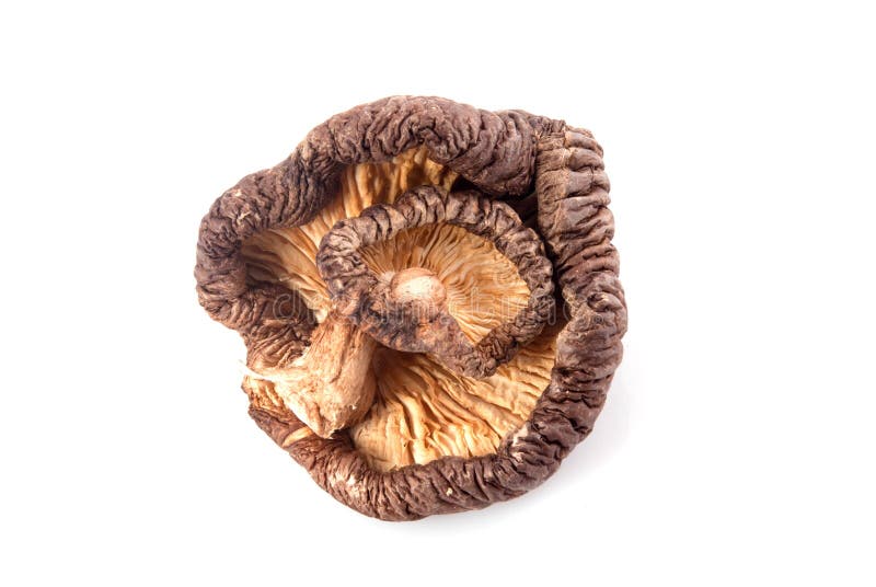 Shiitake stock image. Image of china, korean, white, mushroom 28246863