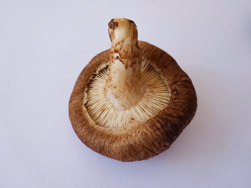 Shiitake Mushroom , stock photo. Image of carving, wood 179427374