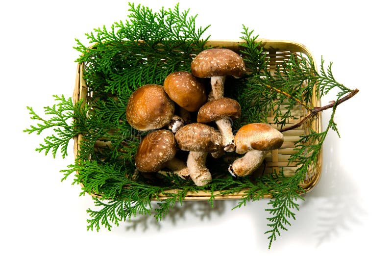 Shiitake mushroom stock image. Image of mushroom, natural 23123607