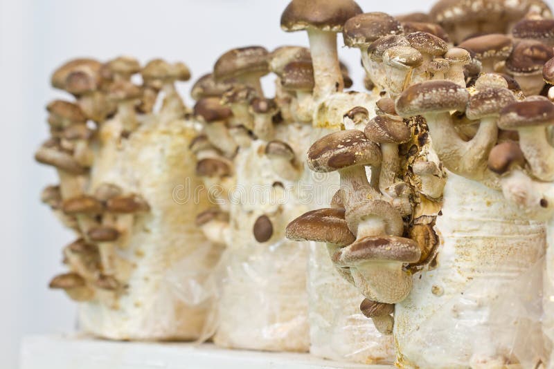 Shiitake mushroom stock photo. Image of health, eating 23355482