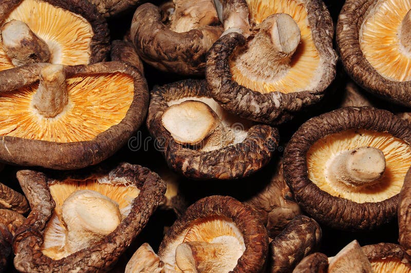 Shiitake Mushroom stock photo. Image of brown, herbs 28278682
