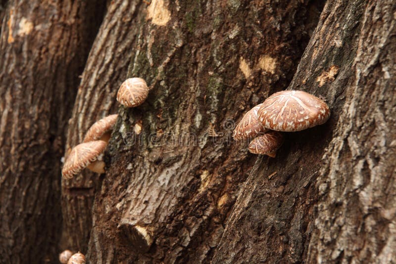 Shiitake Mushroom Cultivation Stock Image Image of edible, group
