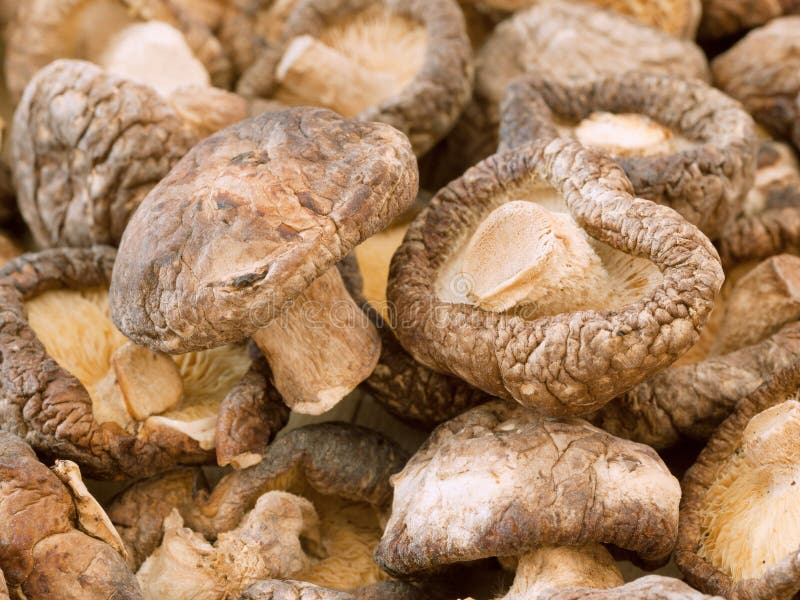 Shiitake mushroom stock photo. Image of group, food, gourmet 39398454
